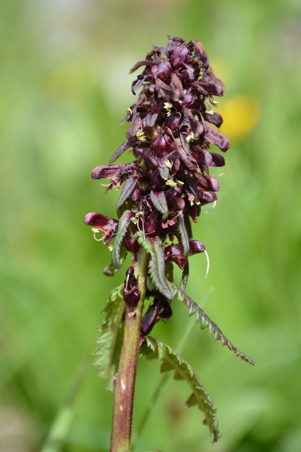 Pedicularis recutita